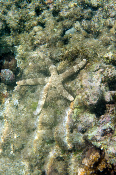 istock A sand starfish in Togian islands 1215705952