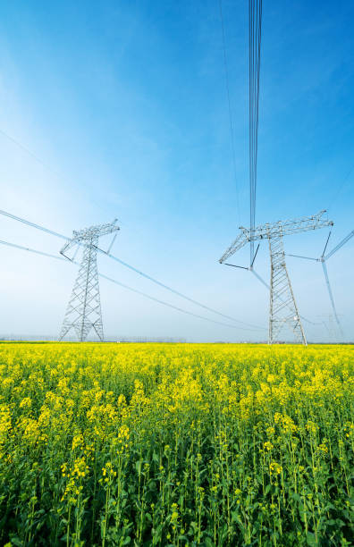 istock High-voltage transmission towers in canola fields 1215706030