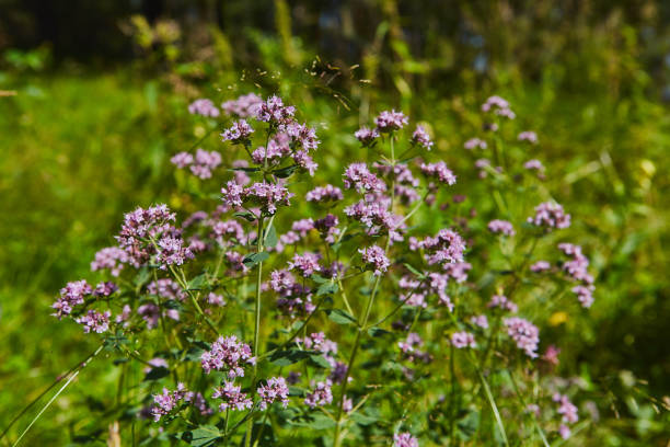 Wild origanum blooming in forest stock photo