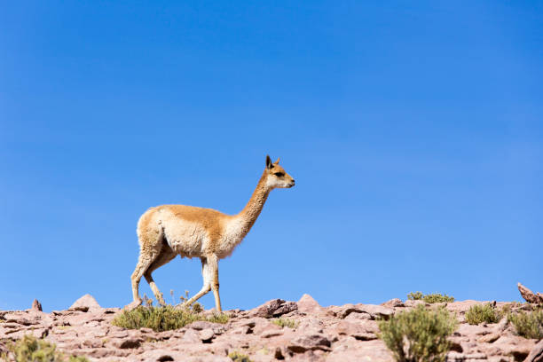 istock A photo of a Guanaco 1215707776