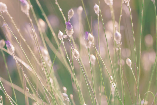 Macro view of Pastel Coloured small wild flowers meadow
