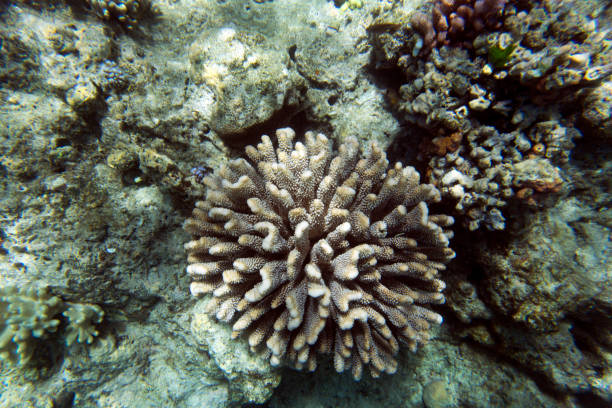 istock View of the coral reef 1215708874