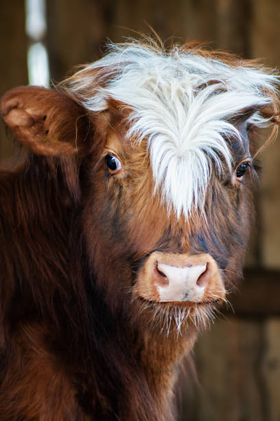 Portrait of young Highland cattle crossbreed heifer Portrait of young Highland cattle crossbreed heifer. ept stock pictures, royalty-free photos & images