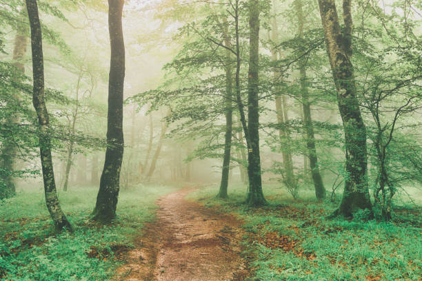 istock path in green forest with fog at spring 1215708996