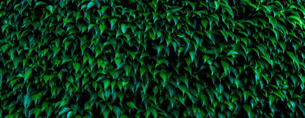 Green leaves pattern background, Natural background and wallpaper