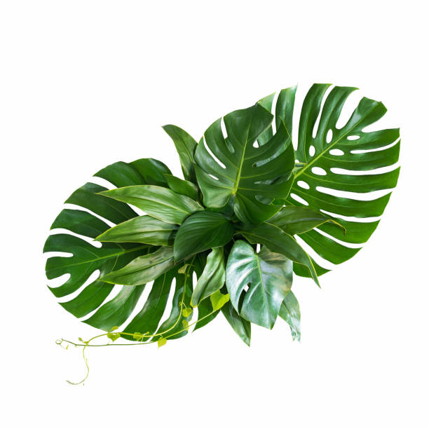 istock green leaves for background and wallpaper 1215709900