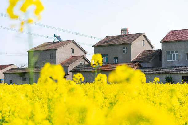 istock The rape fields of blue sky and white clouds 1215710523