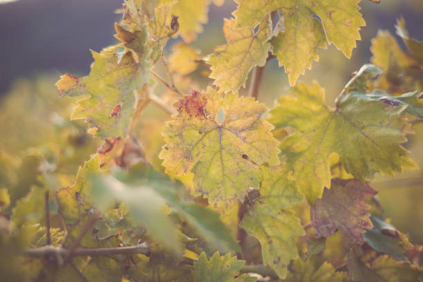 rebenblätter nach der herbsternte - vineyard california vine panoramic stock-fotos und bilder