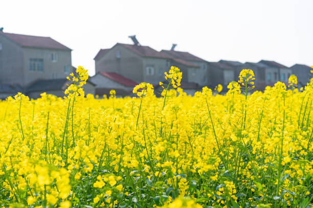 istock The rape fields of blue sky and white clouds 1215711077