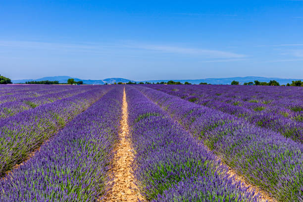 istock France - Lavender field in Valensole 1215712897