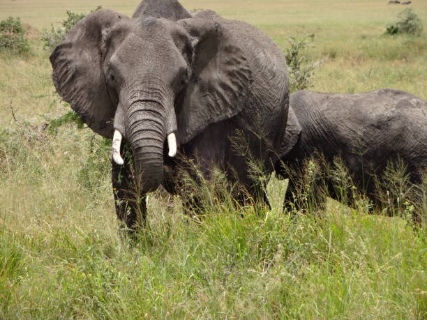 istock Safari Tanzania 1215712951