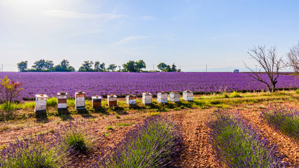프랑스 - 발렌솔의 라벤더 밭과 벌집 - francia 뉴스 사진 이미지