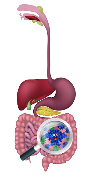 Gut Bacteria Digestive Probiotic Flora Cartoon Stock Illustration -  Download Image Now - Abdomen, Alternative Medicine, Anatomy - iStock