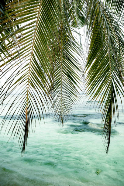 Palm Trees and Beach in Mahè Island in the Seychelles