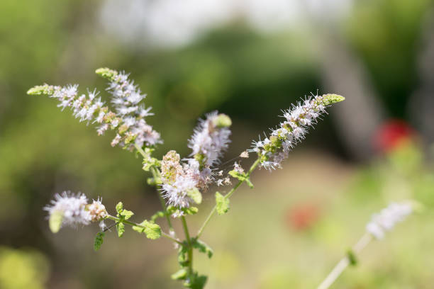 istock Group of Actaea racemosa Flowers: White Efflorescence 1215713680
