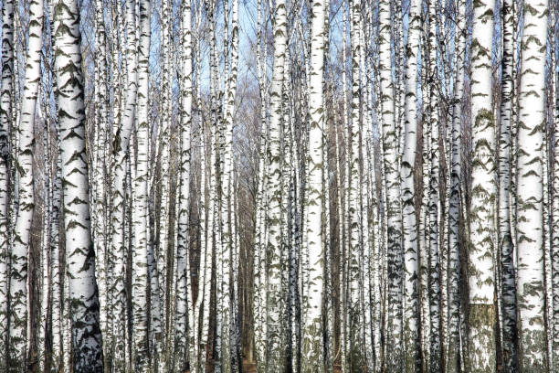 istock Trunks of birch trees against the spring blue sky 1215716846