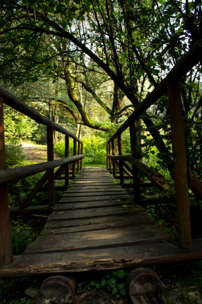 istock footbridge in the forest 1215717136