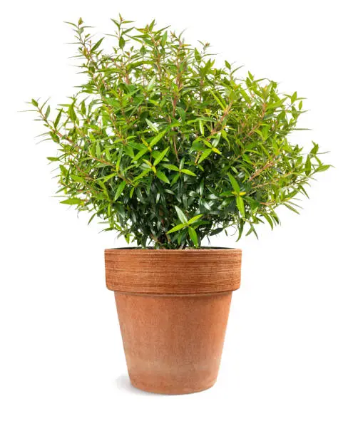 Photo of myrtle  plant in a vase