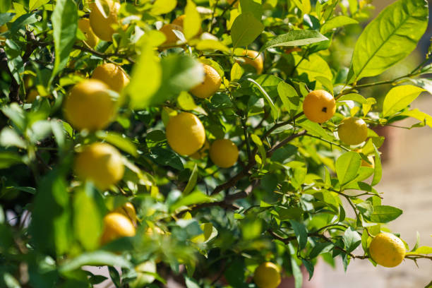 Lemon tree with fruits stock photo