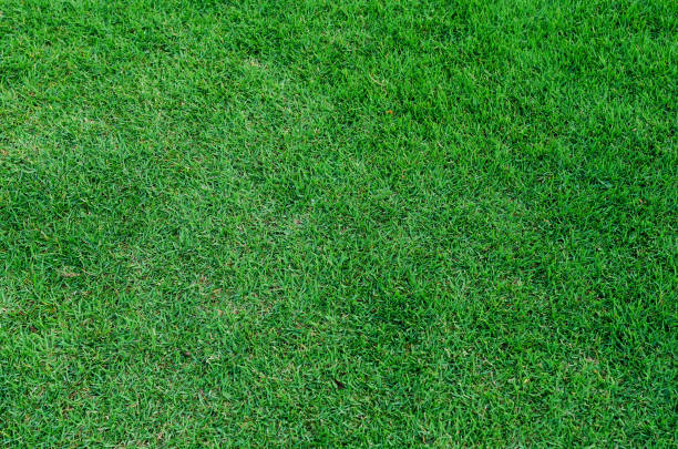 istock Green grass texture for background. Green lawn pattern and texture background. Close-up. 1215718906