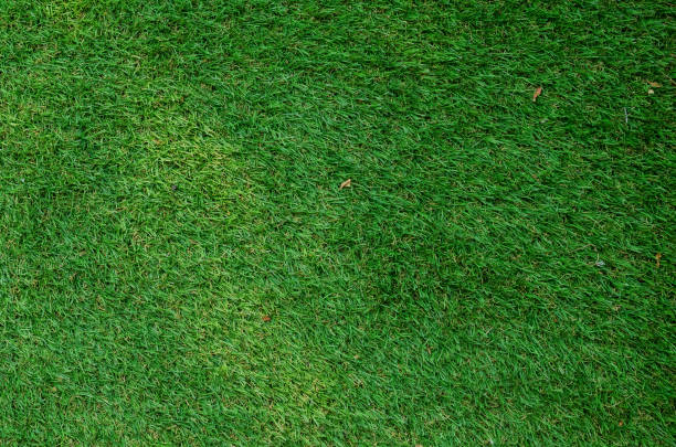 istock Green grass texture for background. Green lawn pattern and texture background. Close-up. 1215718932