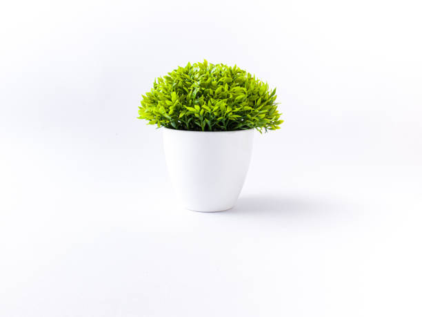 istock table plant isolated stock images. 1215719055