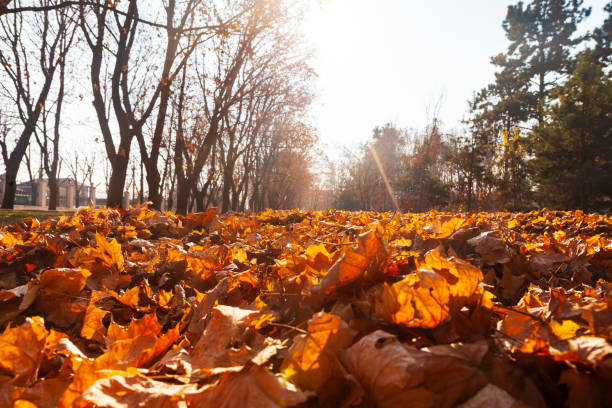 istock Beautiful autumn park. 1215719153
