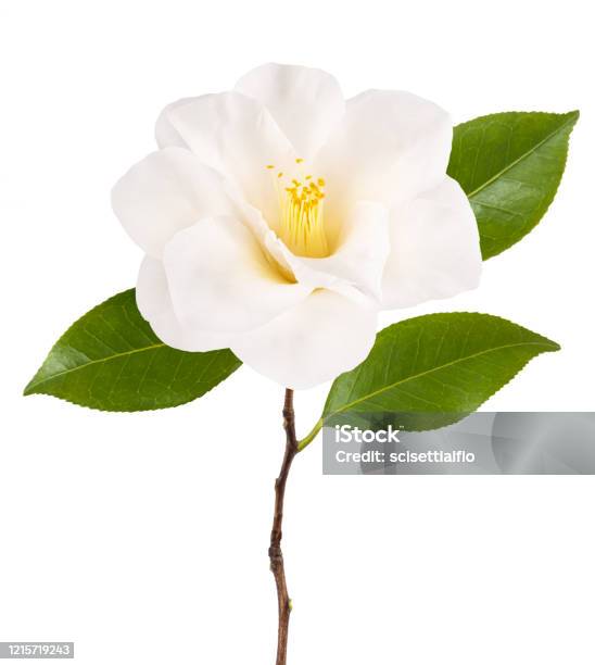 Camellia Branch With Flower Stock Photo - Download Image Now - Camellia, Flower, Cut Out