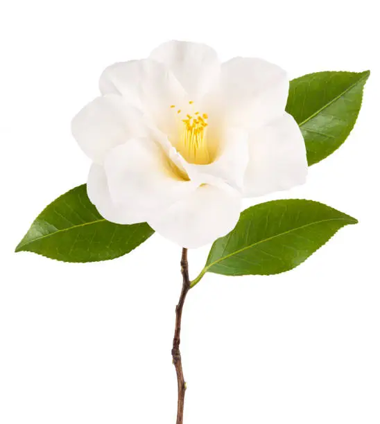 camellia branch with flower   isolated on white