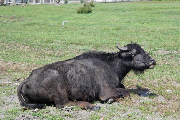 istock Black bulls in the fields. Caucasus 1215719378