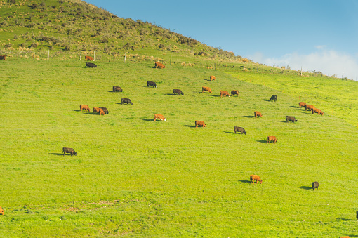 Group of young cows standing and lying in the tall grass of a green meadow, one cow maverick, the herd side by side cosy together under a blue sky.