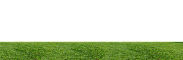 istock Green grass field isolated on white background with clipping path. 1215722522