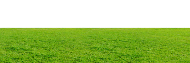 istock Green grass field isolated on white background with clipping path. 1215722551