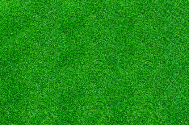 istock Green grass texture for background. Green lawn pattern and texture background. Close-up. 1215722634