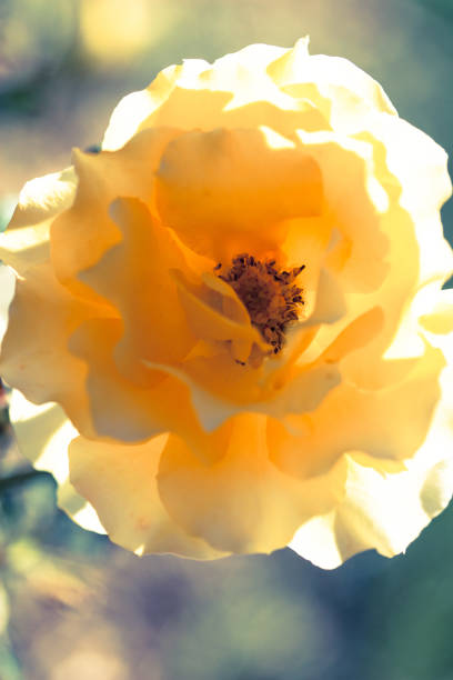 Image of Yellow miniature rose in full bloom, against green blurred background. Petals back sunlit.