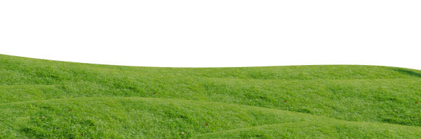 istock Green grass field isolated on white background with clipping path. 1215722697
