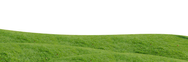 istock Green grass field isolated on white background with clipping path. 1215722706