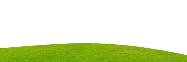 istock Green grass field isolated on white background with clipping path. 1215722739