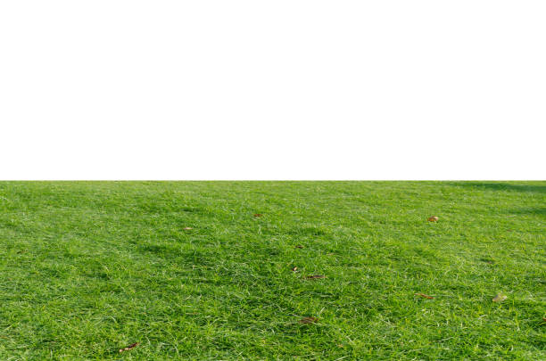 istock Green grass field isolated on white background with clipping path. 1215722884