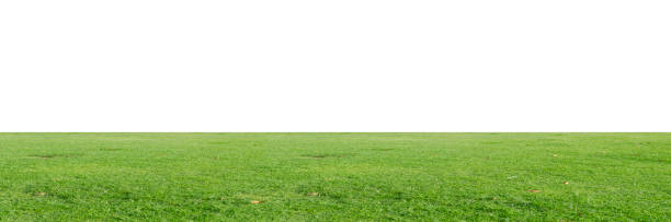 istock Green grass field isolated on white background with clipping path. 1215722892