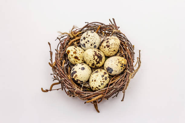 istock Easter bird nest with quail eggs isolated on white background 1215723439