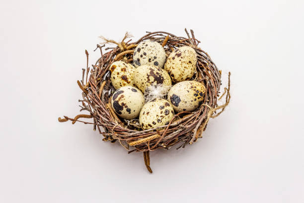 istock Easter bird nest with quail eggs isolated on white background 1215723454