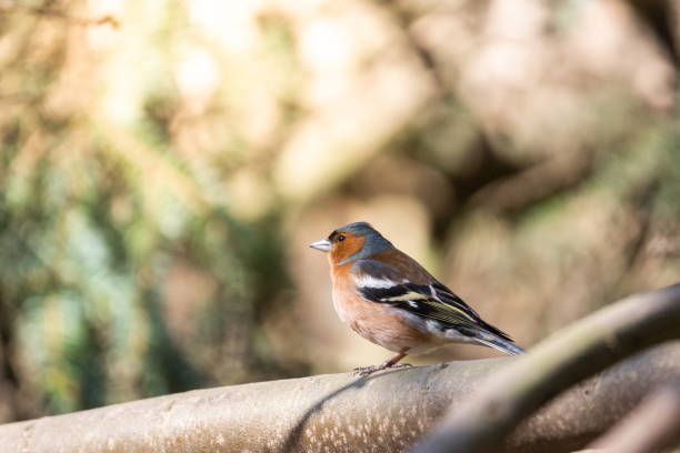 Finch on a branch The common chaffinch (Fringilla coelebs) is a common and widespread small passerine bird in the finch family male common chaffinch bird fringilla coelebs stock pictures, royalty-free photos & images