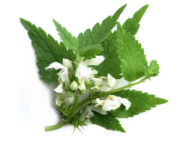 The leaves and flowers are used medicinally.