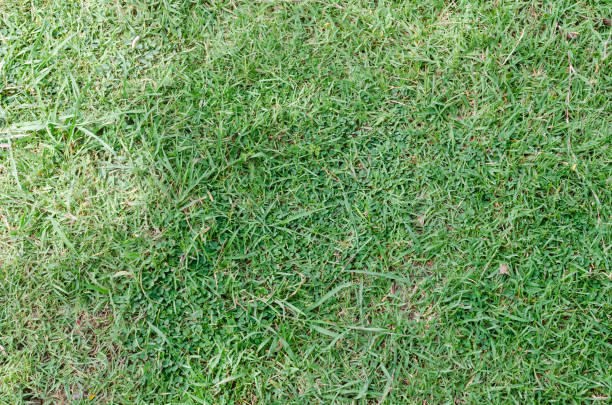 istock Green grass texture for background. Green lawn pattern and texture background. Close-up. 1215724847