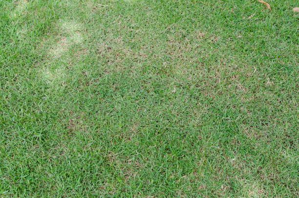 istock Green grass texture for background. Green lawn pattern and texture background. Close-up. 1215724881