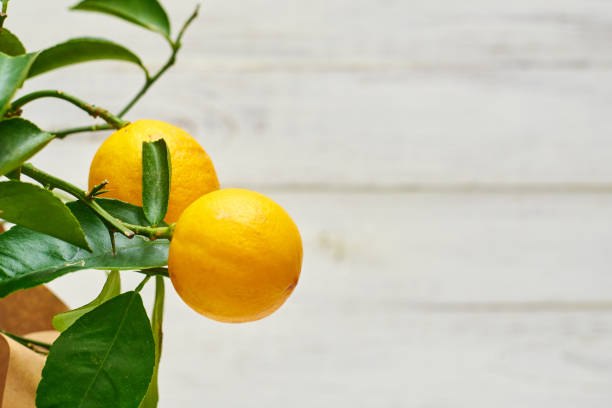 istock Lemon plant with two fruits on a light background. 1215724887