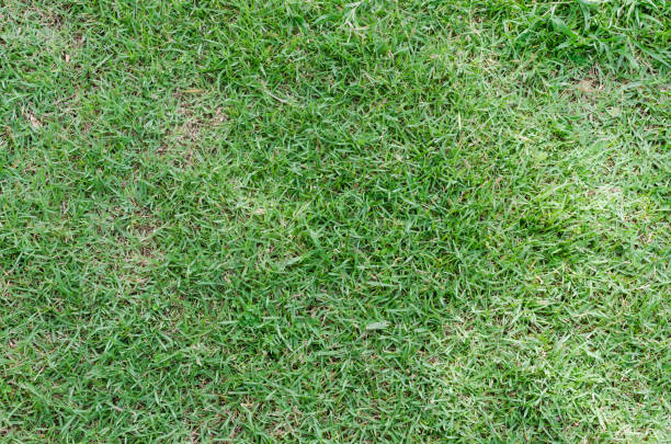istock Green grass texture for background. Green lawn pattern and texture background. Close-up. 1215724942