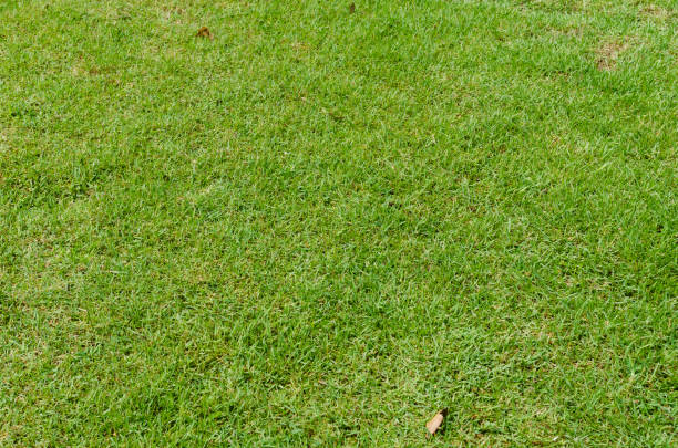 istock Green grass texture for background. Green lawn pattern and texture background. Close-up. 1215724948