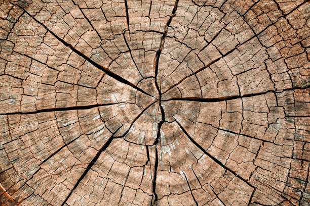 istock Tree stump background. Brown cracked and cut Wooden texture pattern background. 1215724962